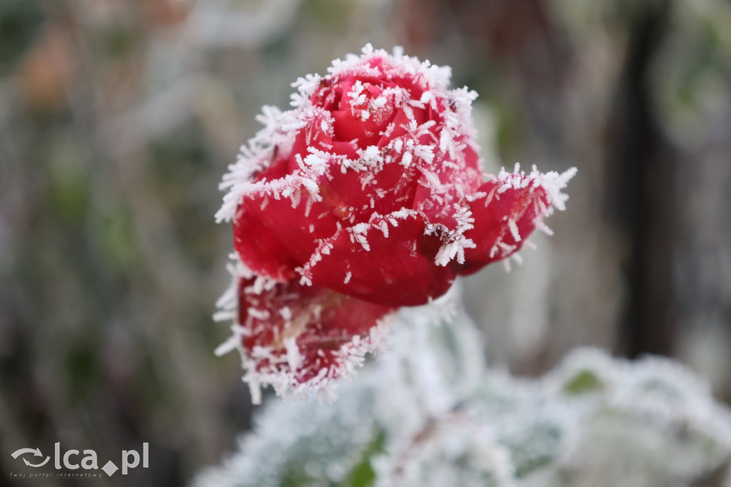 Szadź nad jeziorem i na brzegach Kaczawy