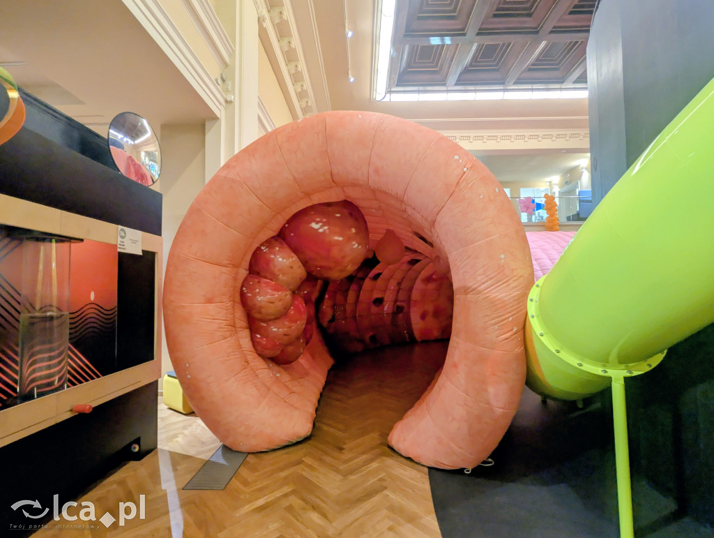 Model 3D jelita i profilaktyka w Centrum Witelona