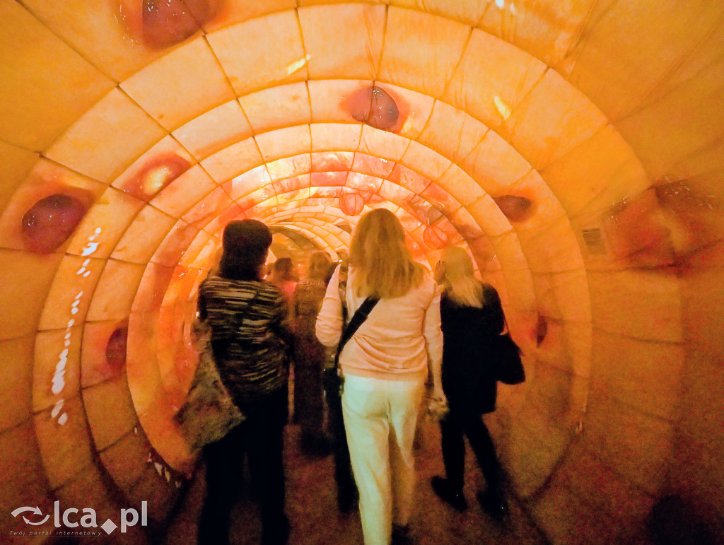 Model 3D jelita i profilaktyka w Centrum Witelona