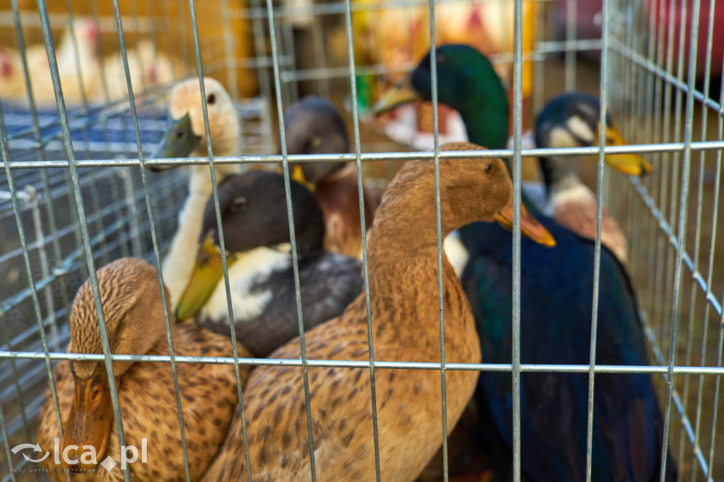Tłumy na nowym targowisku w Bartoszowie