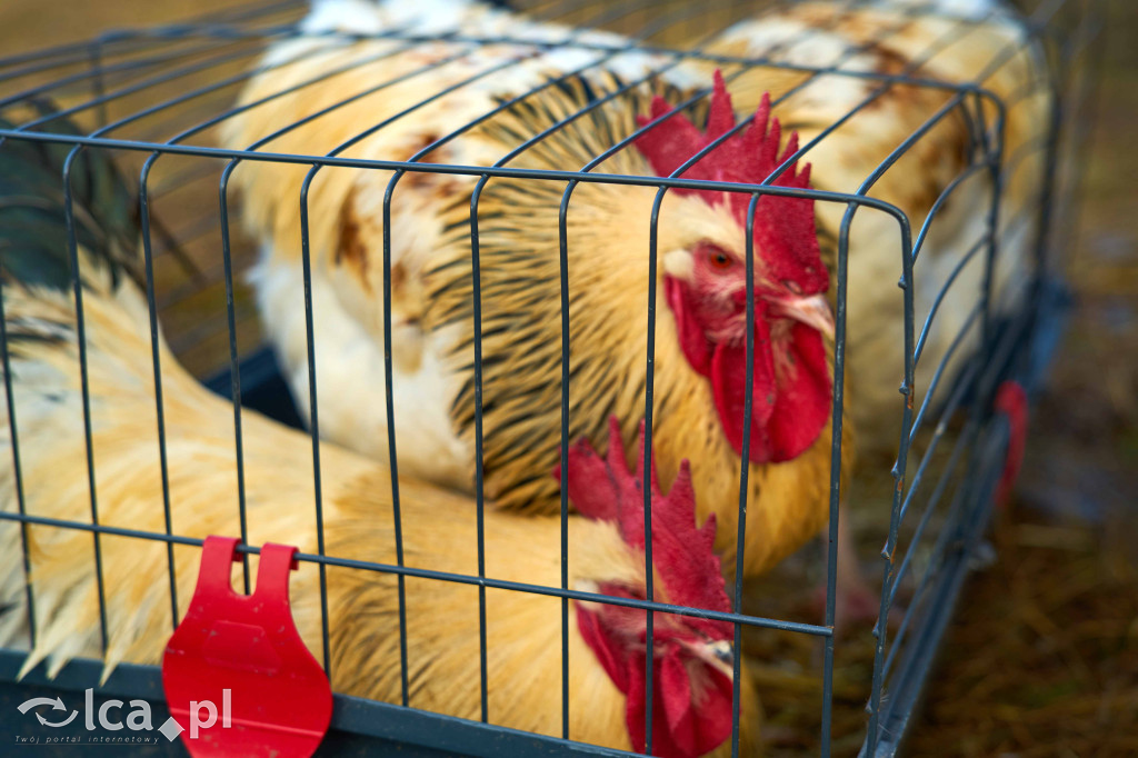 Tłumy na nowym targowisku w Bartoszowie