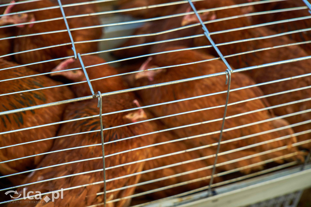 Tłumy na nowym targowisku w Bartoszowie