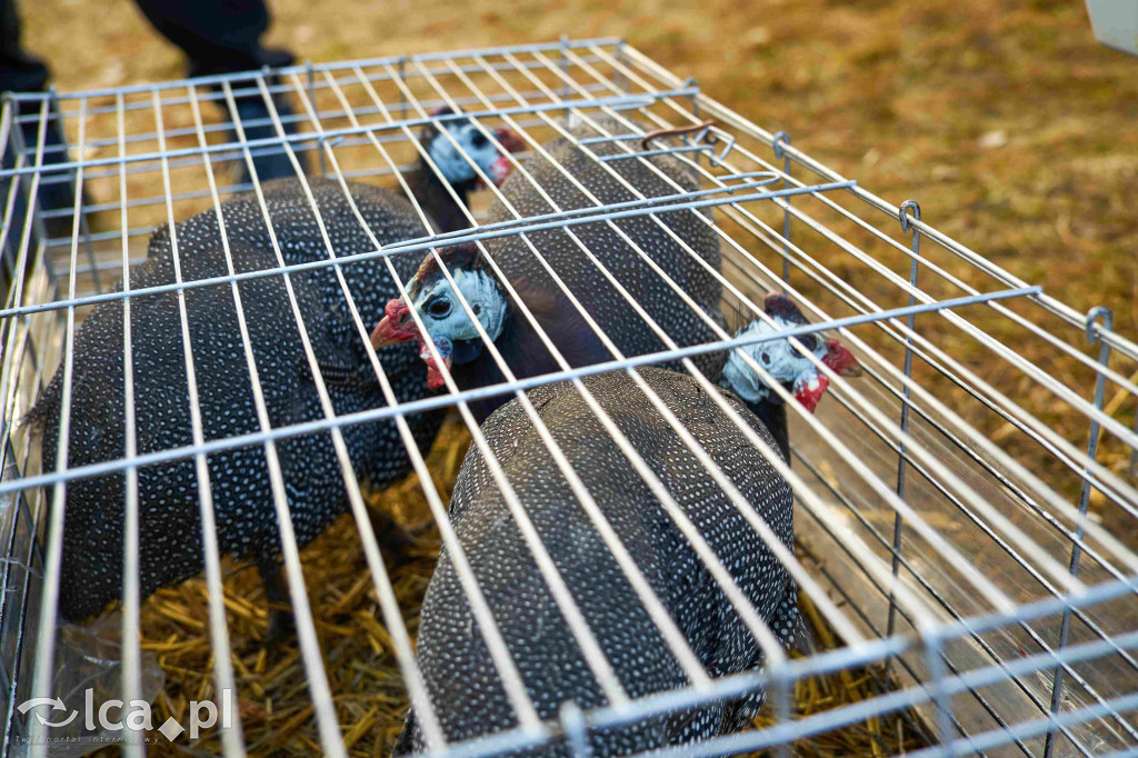 Tłumy na nowym targowisku w Bartoszowie