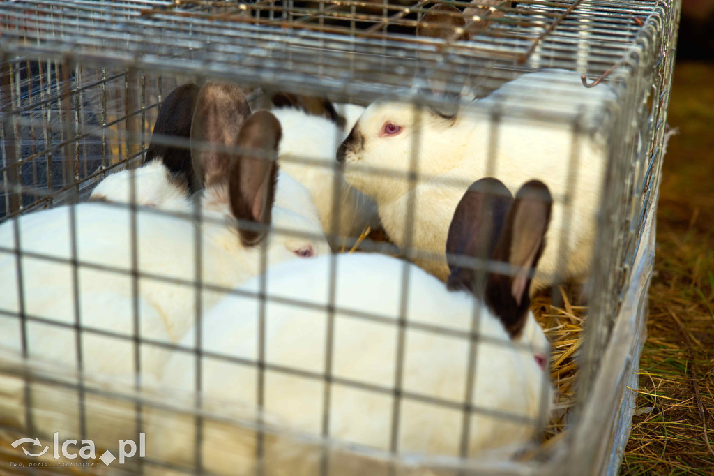 Tłumy na nowym targowisku w Bartoszowie