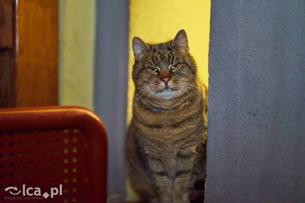 Spotkanie seniorów w Nowej Wsi Legnickiej