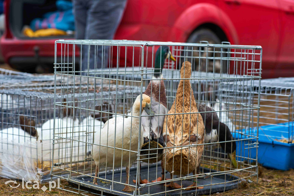 Tłumy na nowym targowisku w Bartoszowie