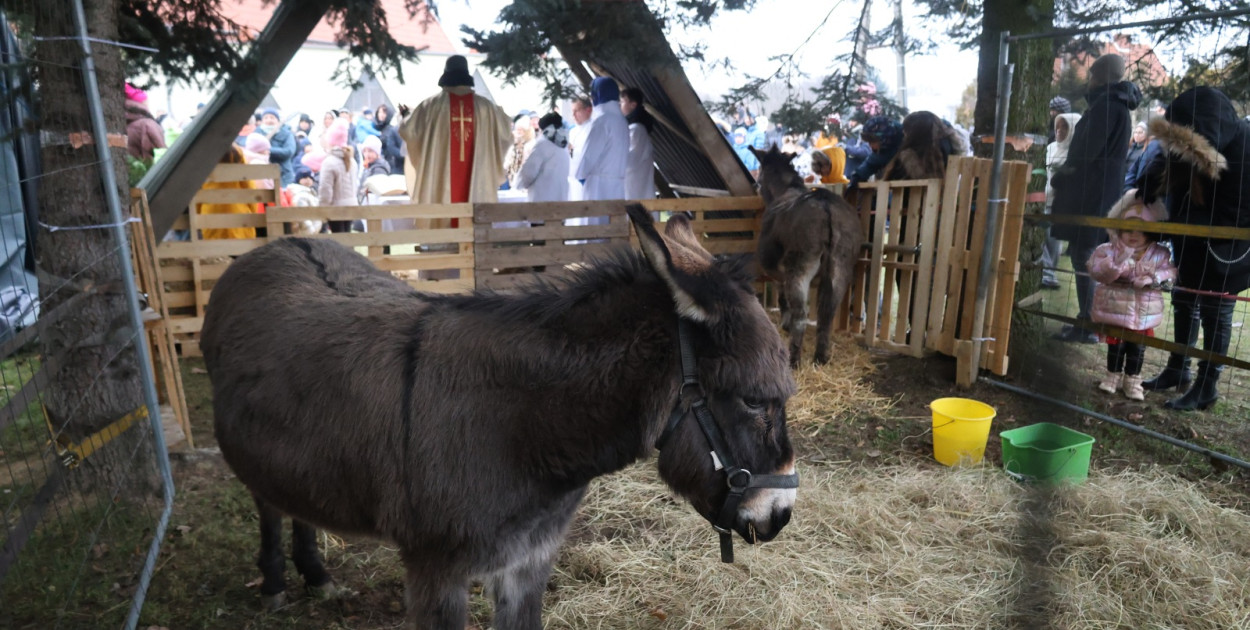 Pasterka w szopce zachwyciła najmłodszych