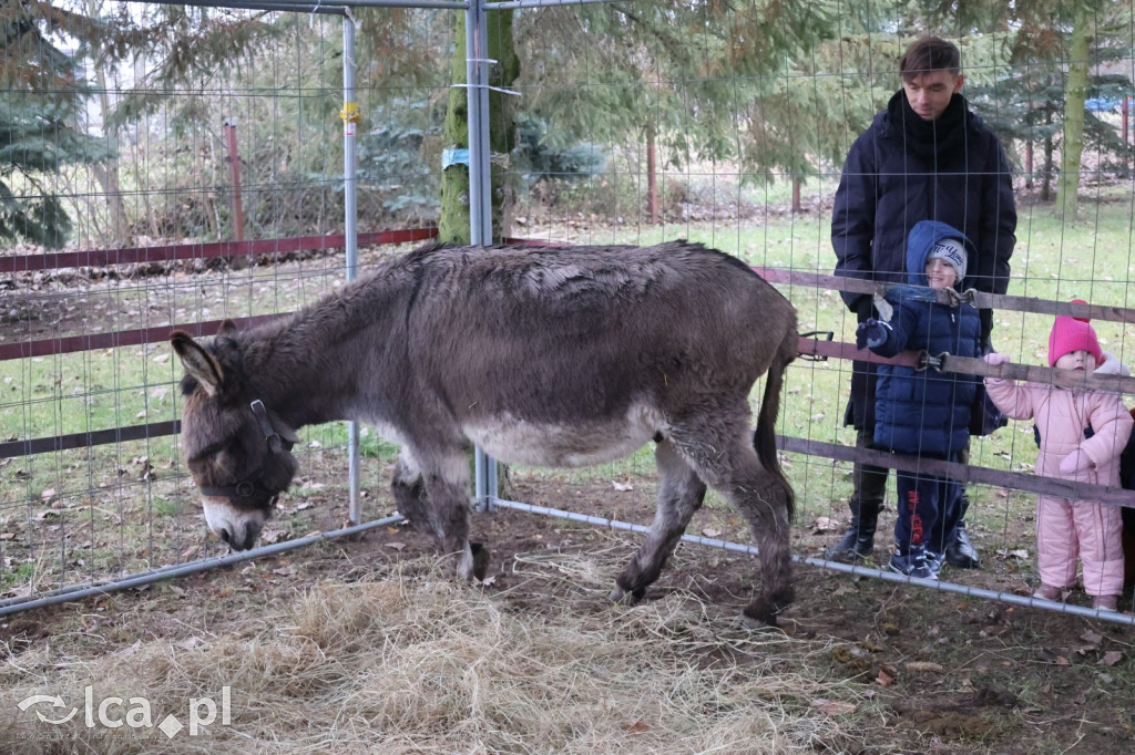 Pasterka w szopce zachwyciła najmłodszych