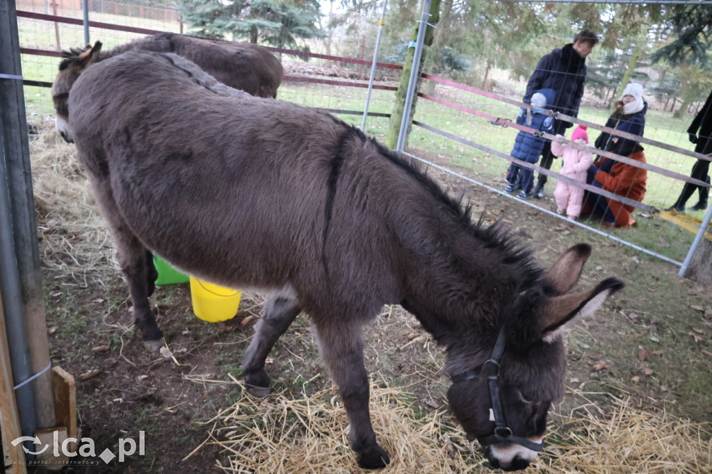 Pasterka w szopce zachwyciła najmłodszych