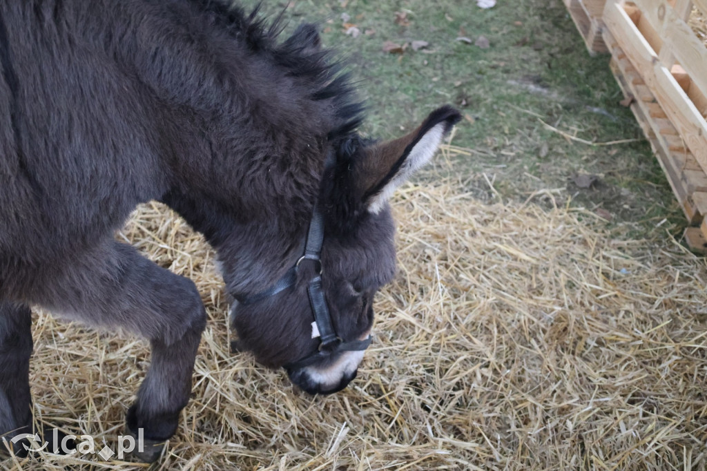 Pasterka w szopce zachwyciła najmłodszych