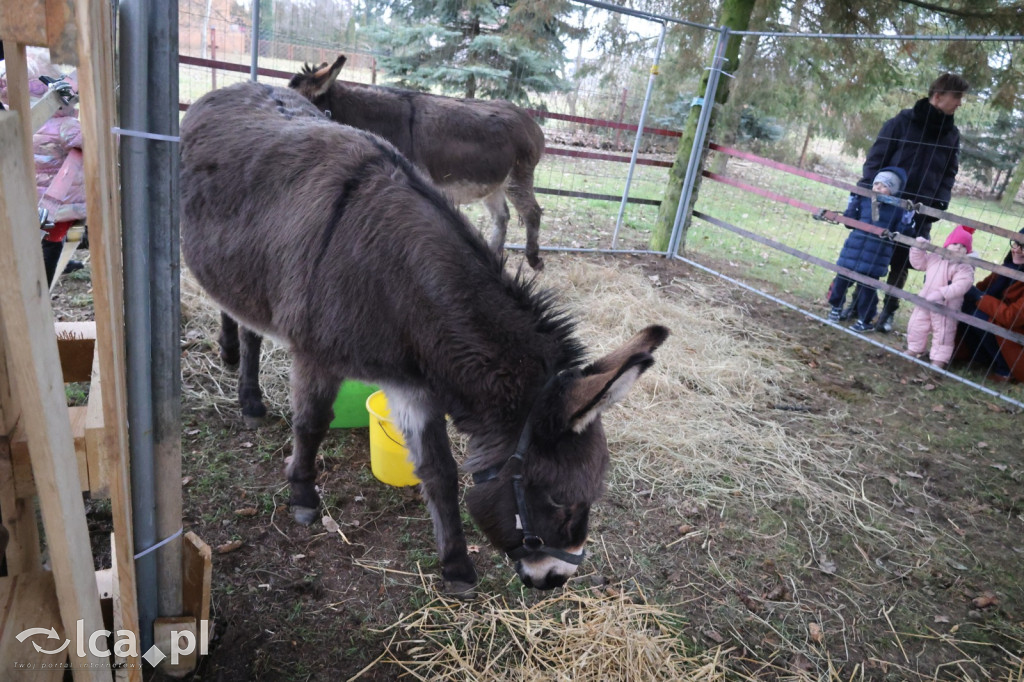Pasterka w szopce zachwyciła najmłodszych