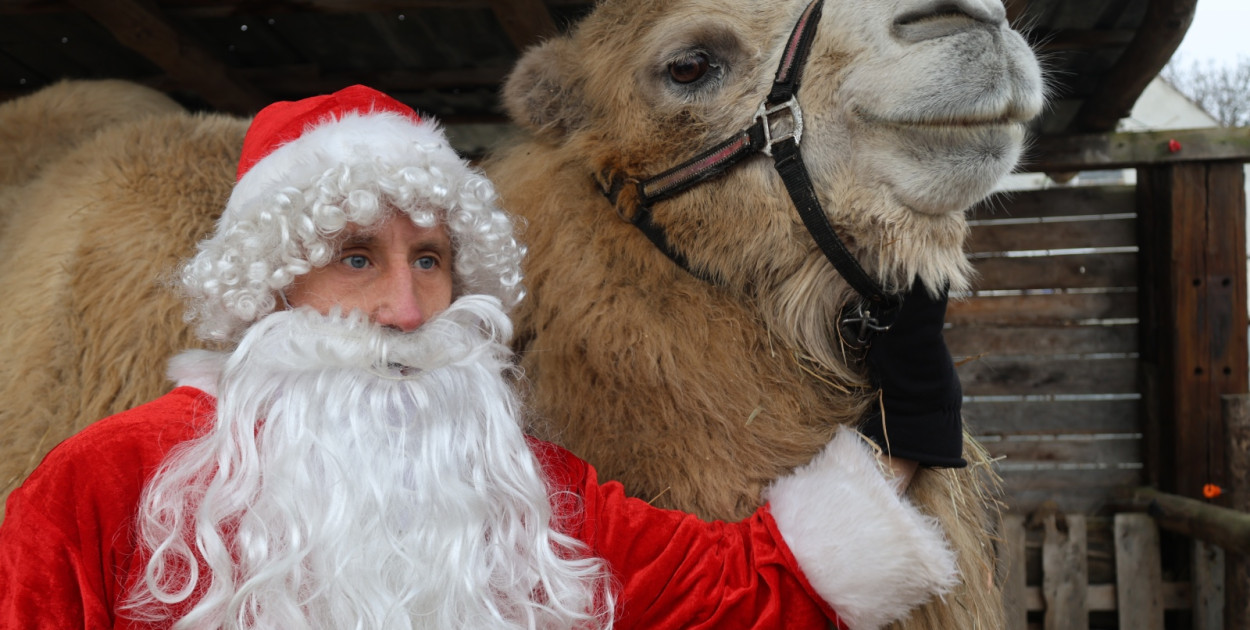 Żywa szopka w Grzymalinie z wielbłądami