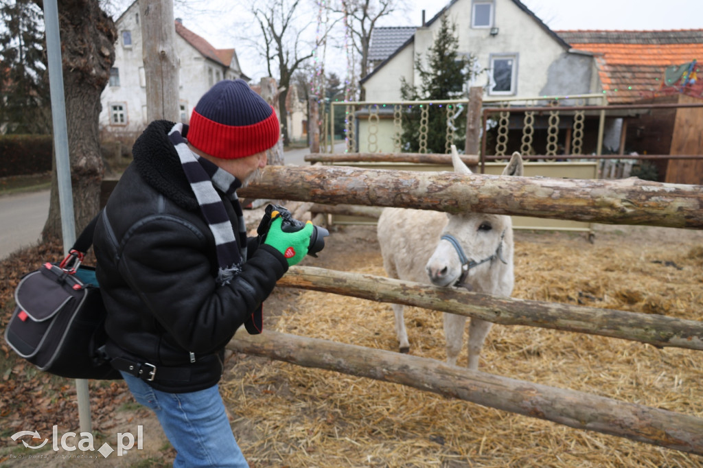 Żywa szopka w Grzymalinie z wielbłądami