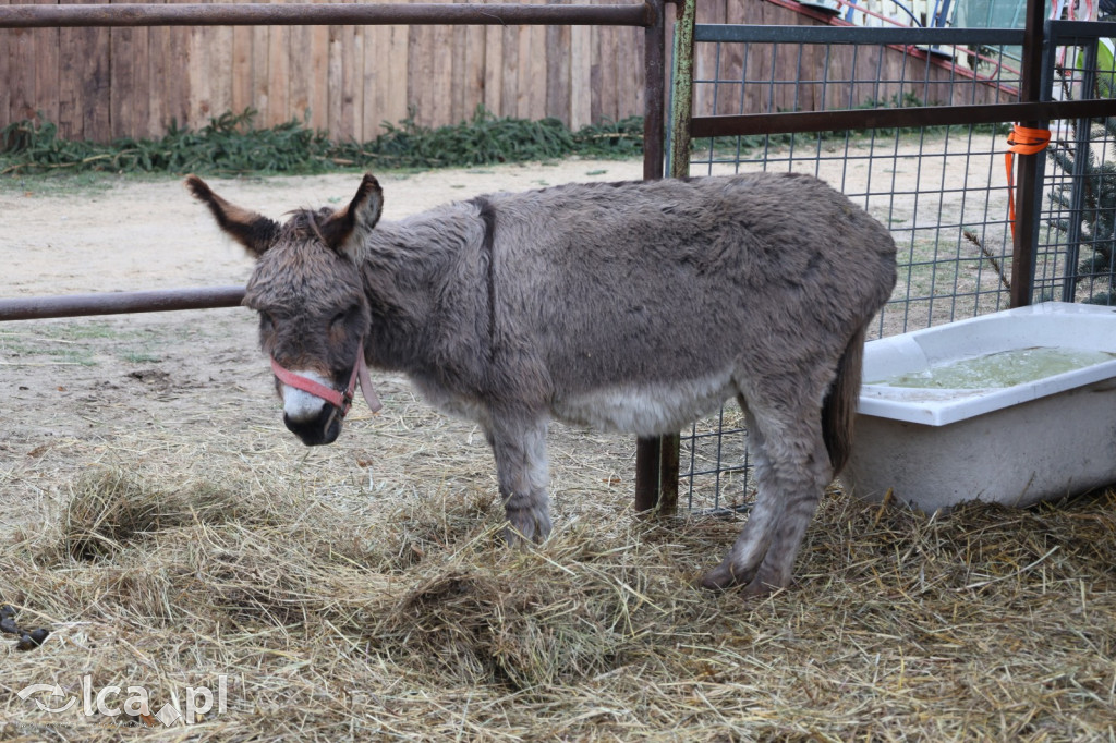 Żywa szopka w Grzymalinie z wielbłądami