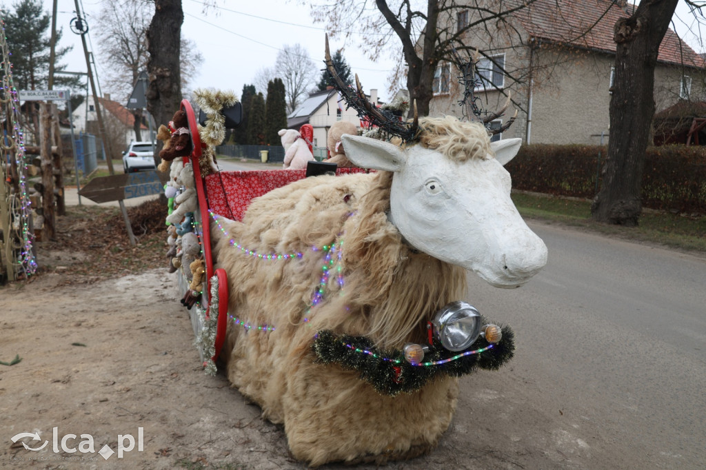 Żywa szopka w Grzymalinie z wielbłądami