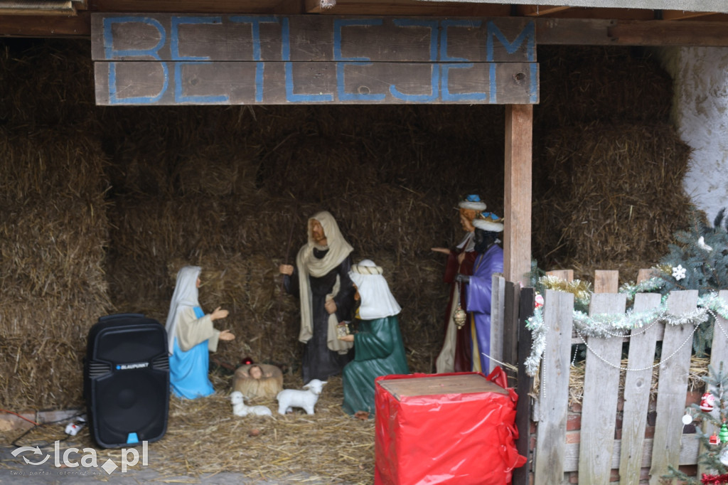 Żywa szopka w Grzymalinie z wielbłądami
