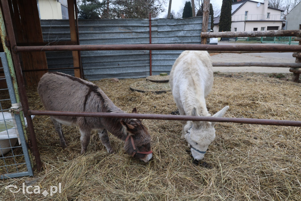 Żywa szopka w Grzymalinie z wielbłądami