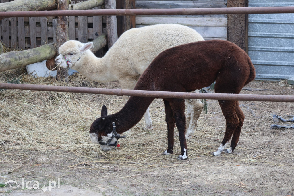 Żywa szopka w Grzymalinie z wielbłądami