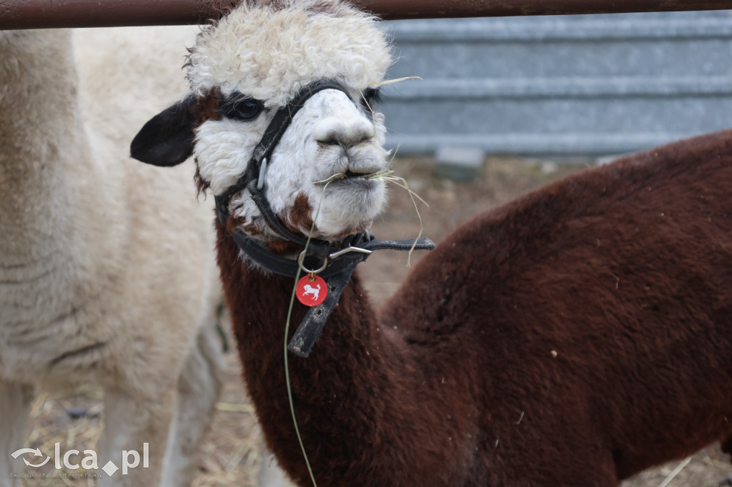 Żywa szopka w Grzymalinie z wielbłądami