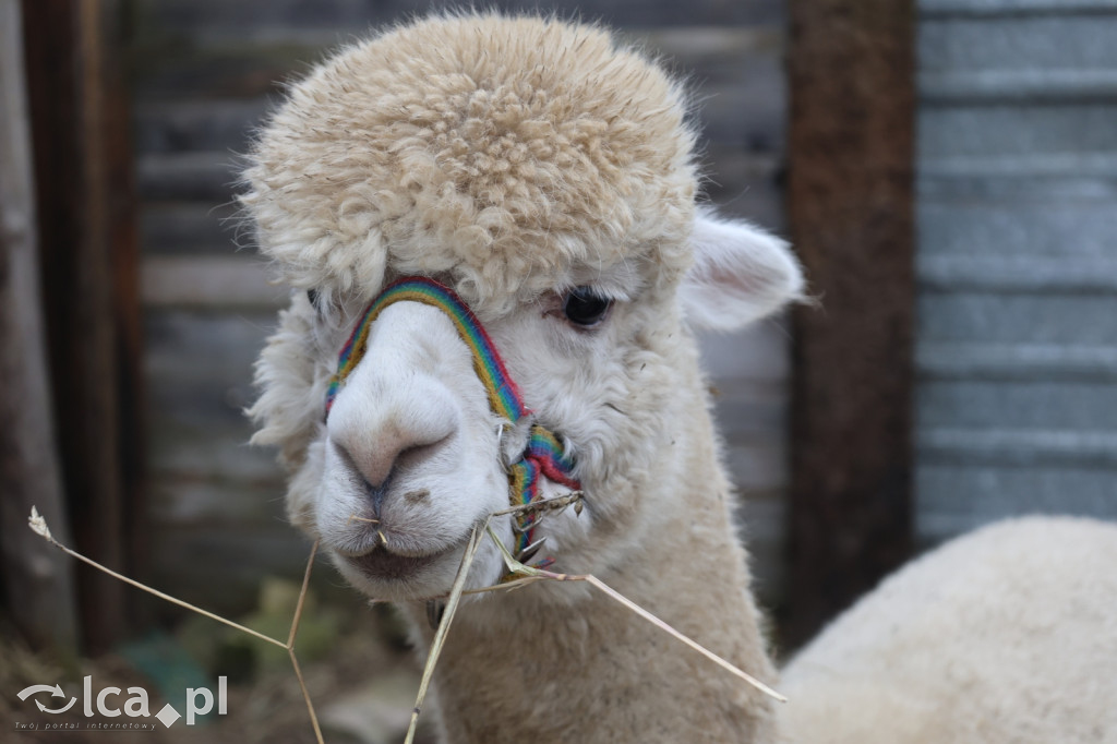 Żywa szopka w Grzymalinie z wielbłądami