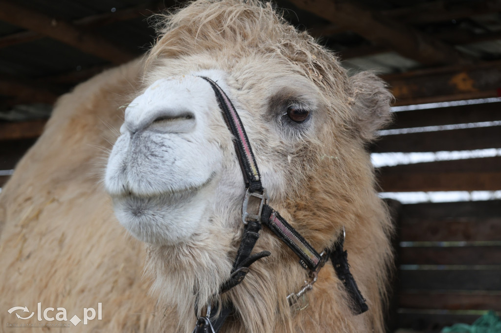 Żywa szopka w Grzymalinie z wielbłądami