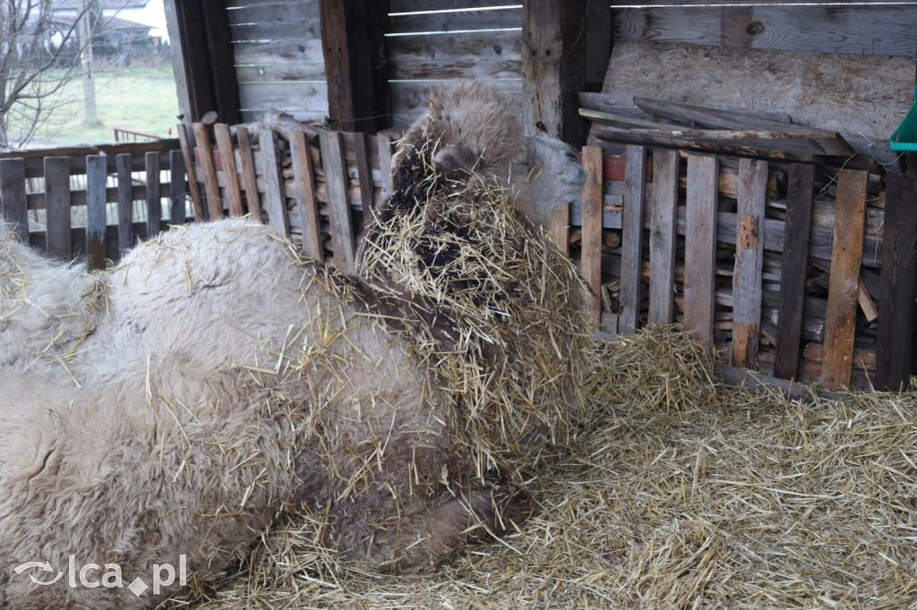 Żywa szopka w Grzymalinie z wielbłądami