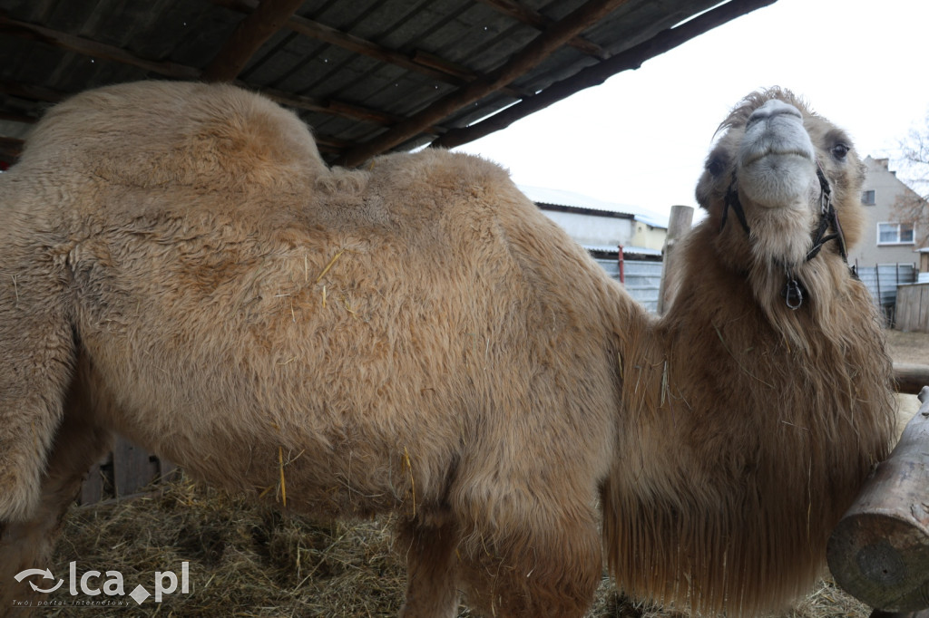 Żywa szopka w Grzymalinie z wielbłądami