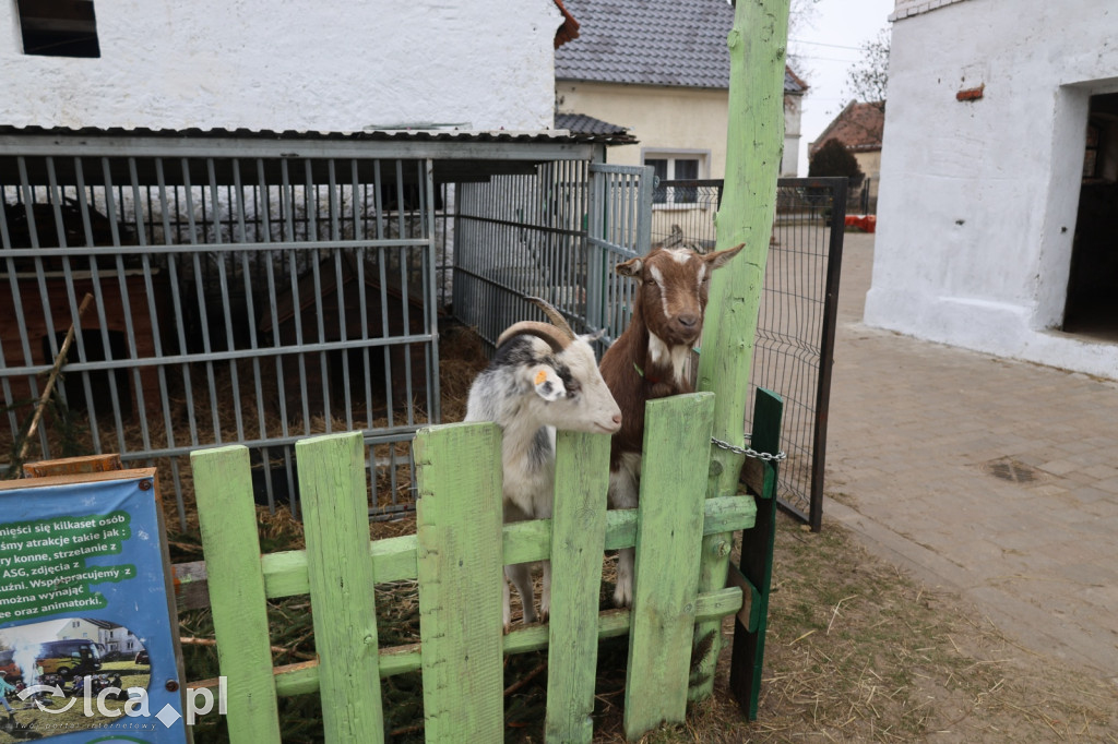 Żywa szopka w Grzymalinie z wielbłądami