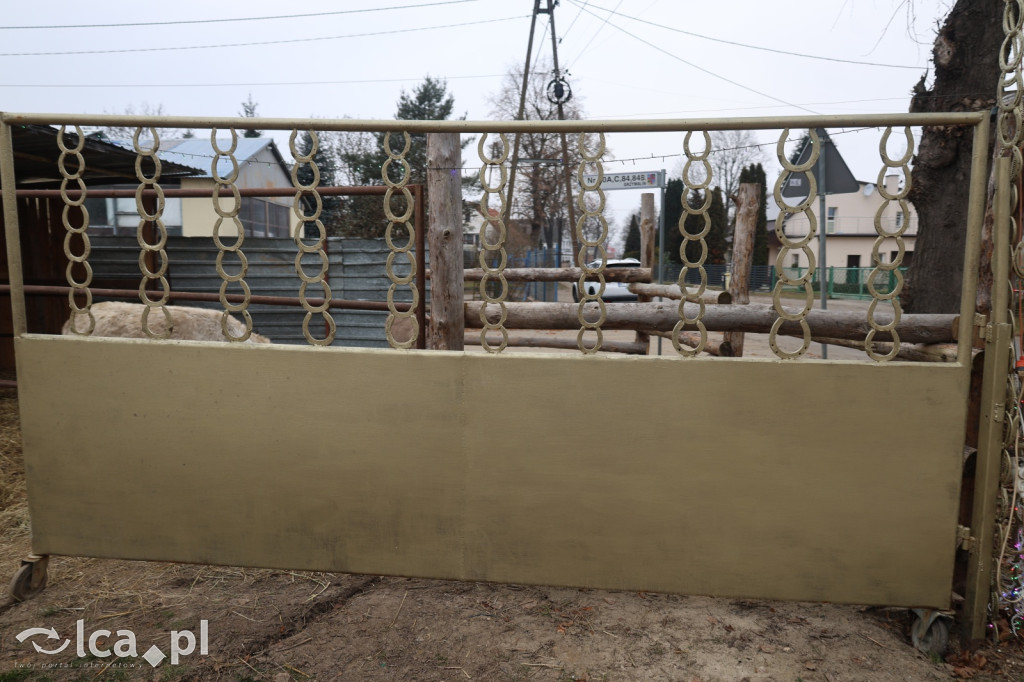 Żywa szopka w Grzymalinie z wielbłądami