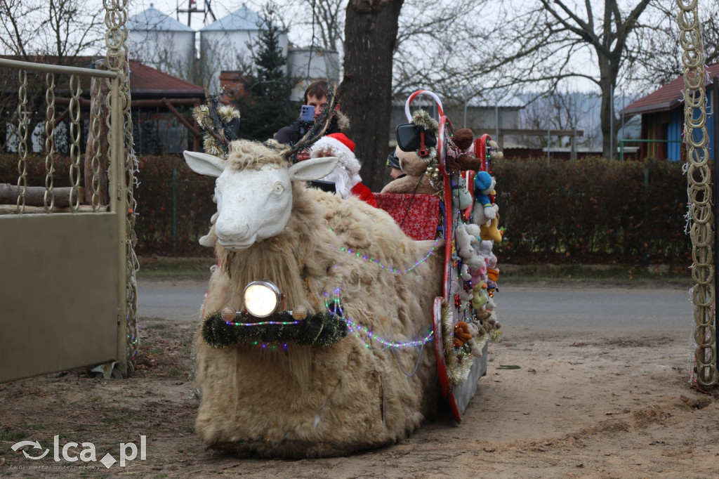 Żywa szopka w Grzymalinie z wielbłądami