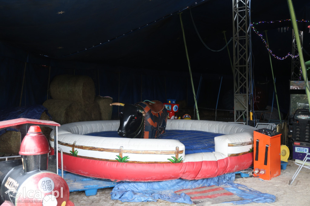 Żywa szopka w Grzymalinie z wielbłądami