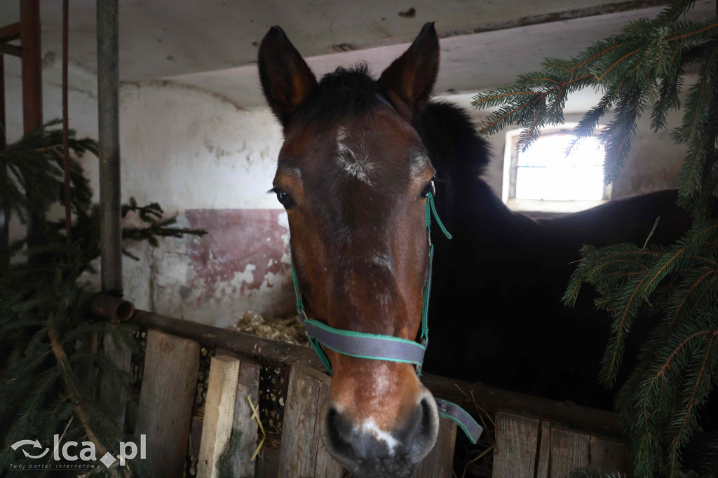 Żywa szopka w Grzymalinie z wielbłądami