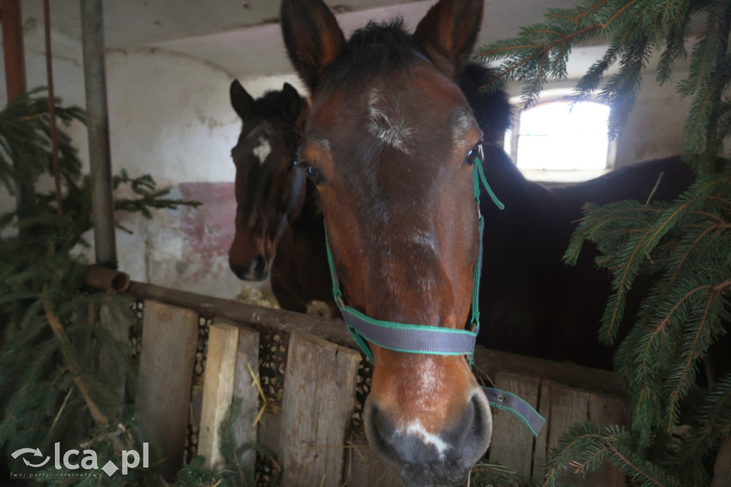 Żywa szopka w Grzymalinie z wielbłądami