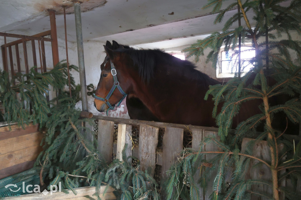 Żywa szopka w Grzymalinie z wielbłądami