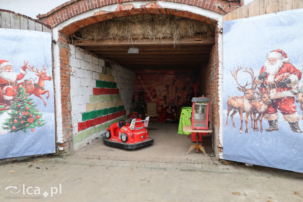 Żywa szopka w Grzymalinie z wielbłądami