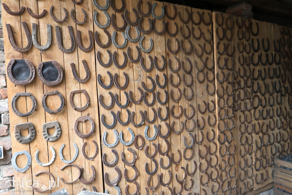 Żywa szopka w Grzymalinie z wielbłądami