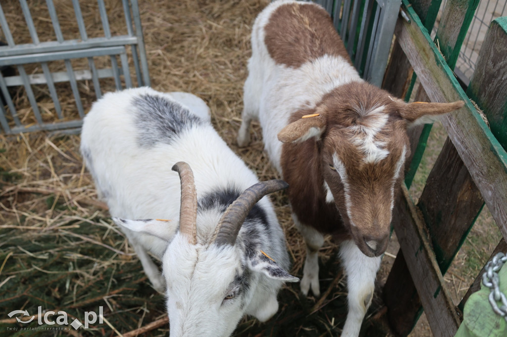 Żywa szopka w Grzymalinie z wielbłądami