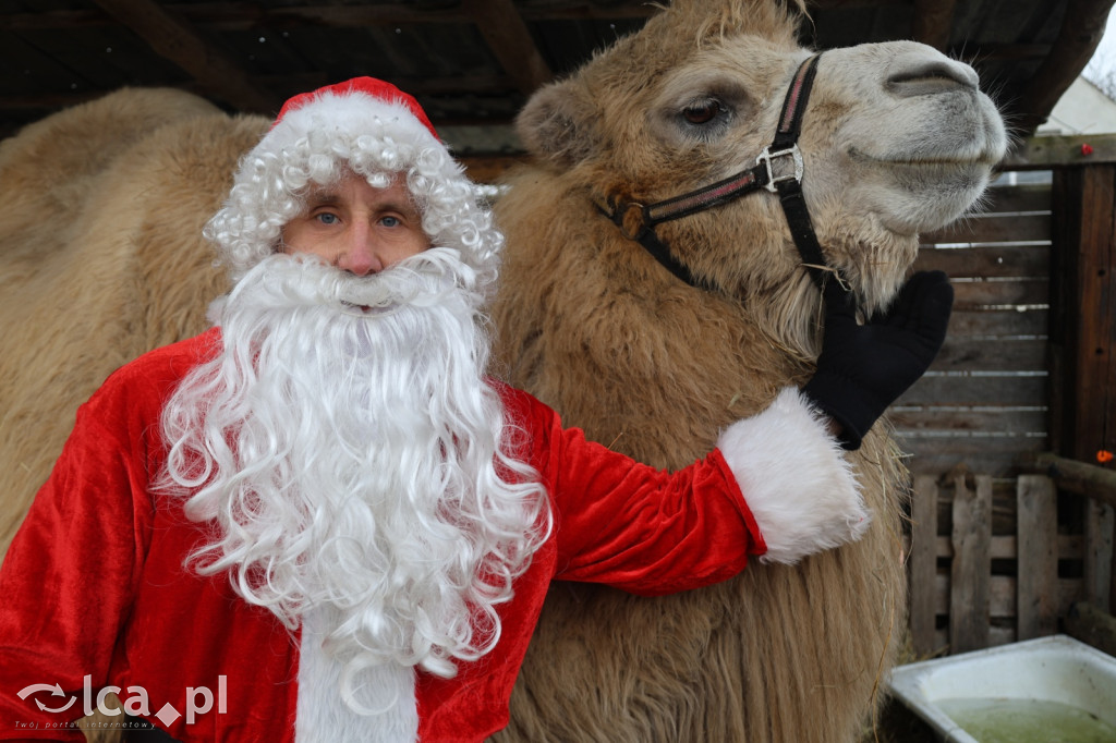 Żywa szopka w Grzymalinie z wielbłądami
