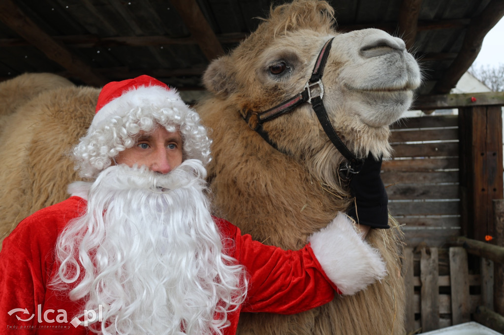 Żywa szopka w Grzymalinie z wielbłądami