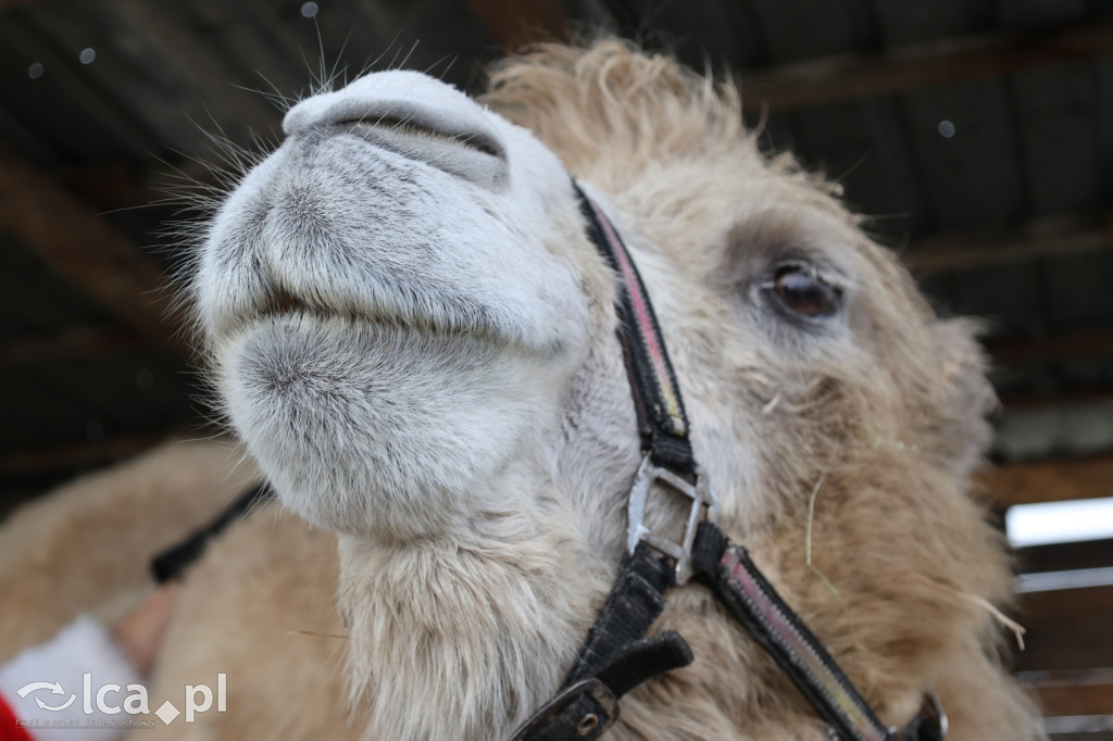 Żywa szopka w Grzymalinie z wielbłądami