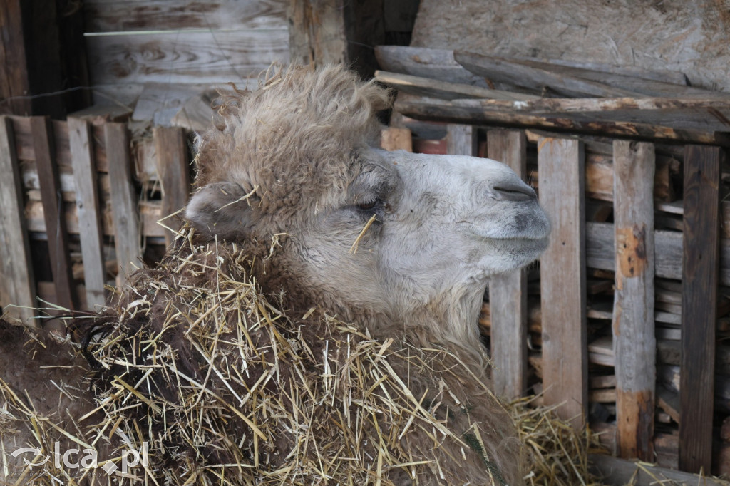 Żywa szopka w Grzymalinie z wielbłądami