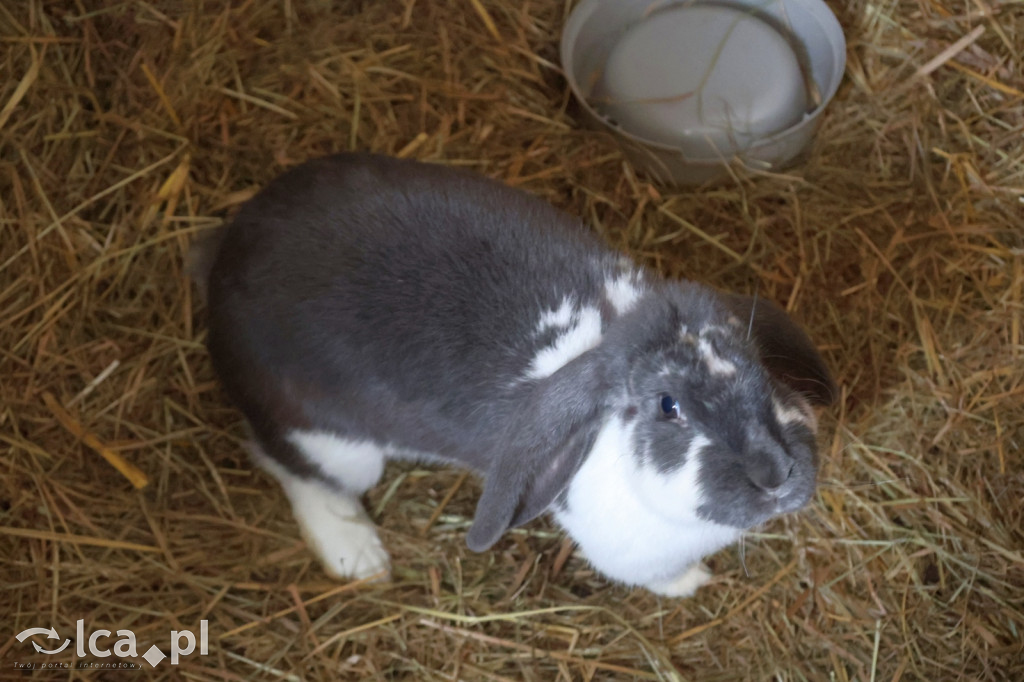 Żywa szopka w Grzymalinie z wielbłądami