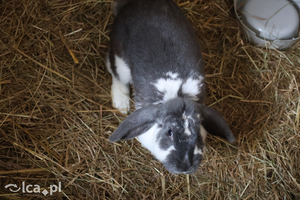 Żywa szopka w Grzymalinie z wielbłądami
