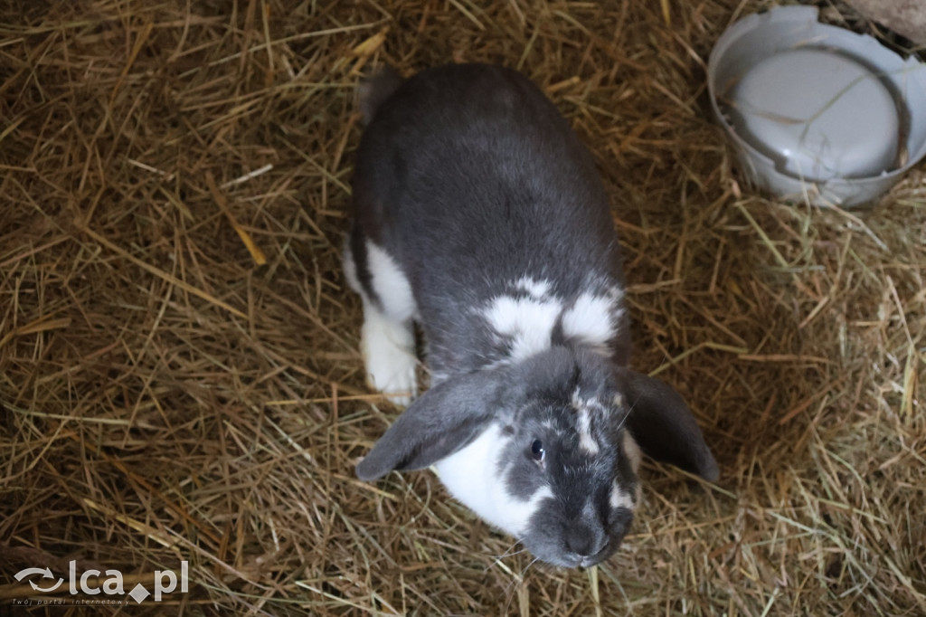 Żywa szopka w Grzymalinie z wielbłądami