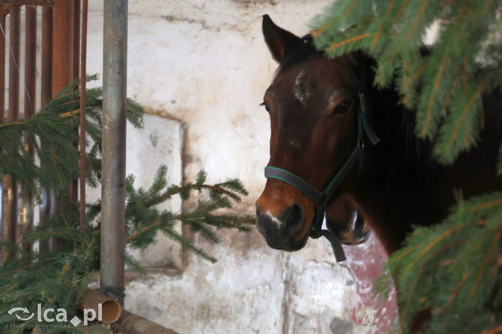 Żywa szopka w Grzymalinie z wielbłądami