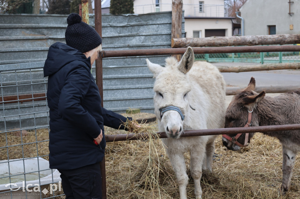 Żywa szopka w Grzymalinie z wielbłądami