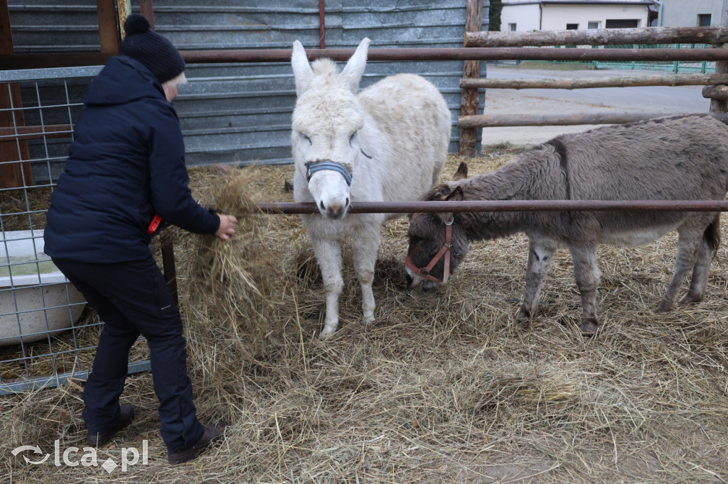 Żywa szopka w Grzymalinie z wielbłądami