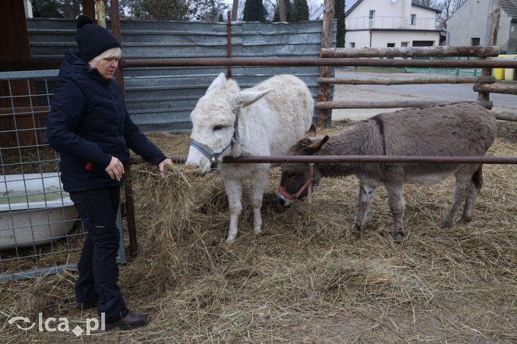 Żywa szopka w Grzymalinie z wielbłądami