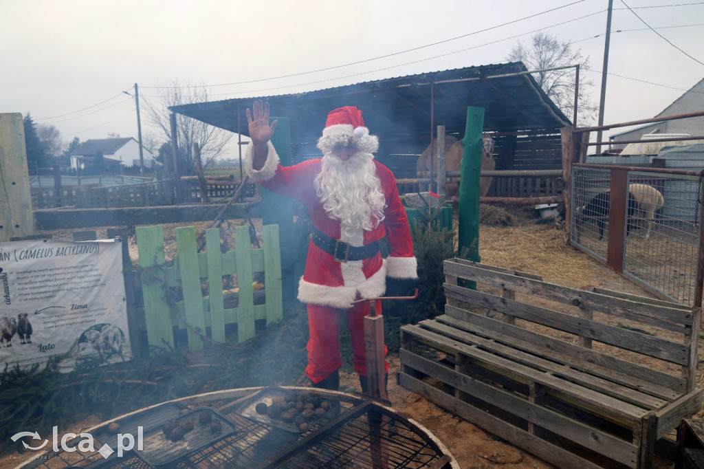 Żywa szopka w Grzymalinie z wielbłądami