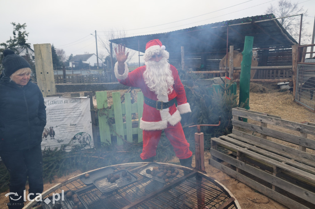 Żywa szopka w Grzymalinie z wielbłądami